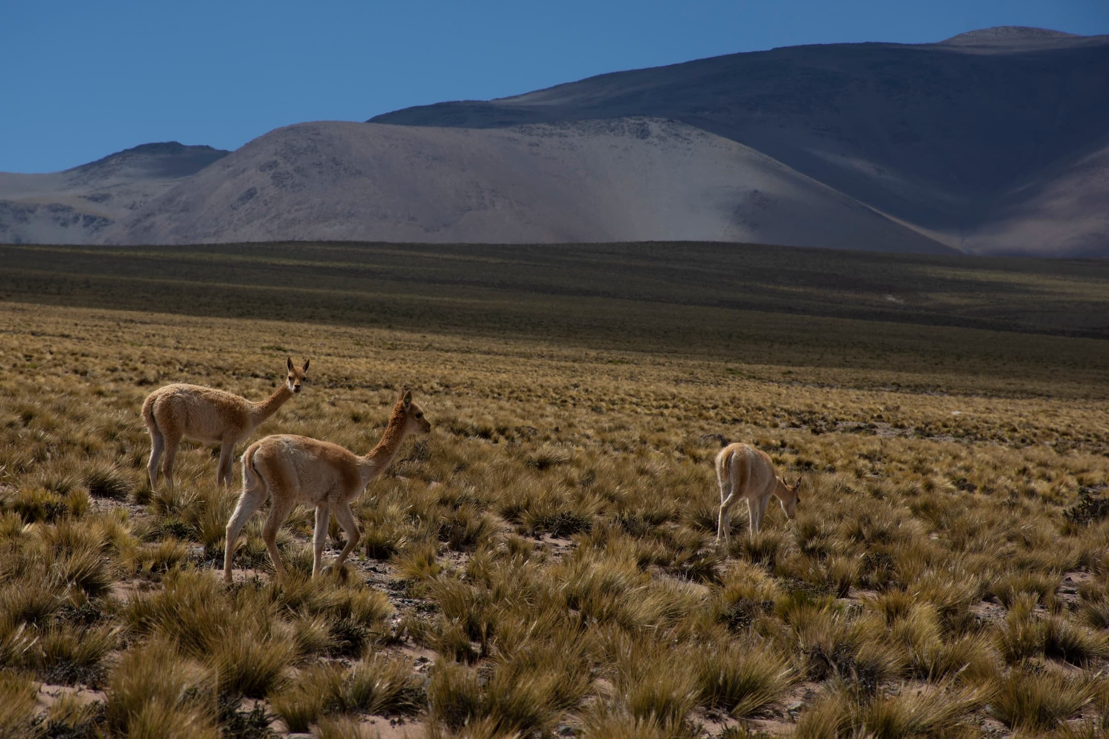 Laguna Blanca, Catamarca, 2018